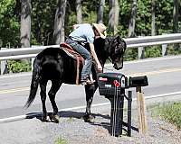 beginner-draft-horse