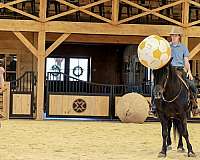 draft-horse