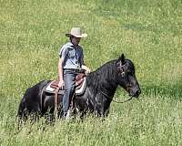 flashy-draft-horse