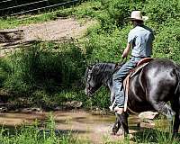 husband-safe-draft-horse