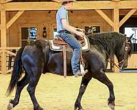 kid-safe-draft-horse