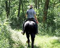 ranch-draft-horse