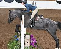 athletic-quarter-horse