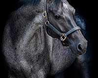 equitation-quarter-horse