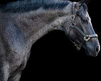 flashy-quarter-horse