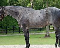 jumping-quarter-horse