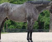 hunter-jumper-quarter-horse