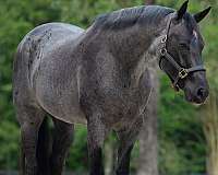 performance-quarter-horse