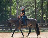ranch-quarter-horse