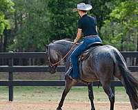 ranch-versatility-quarter-horse