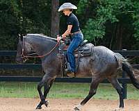 ranch-work-quarter-horse
