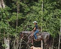 ridden-english-quarter-horse