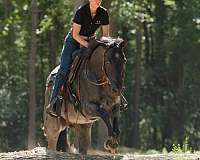 ridden-western-quarter-horse