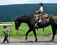 athletic-quarter-horse