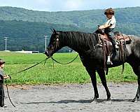 beginner-quarter-horse
