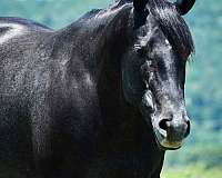 breeding-quarter-horse