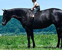flashy-quarter-horse