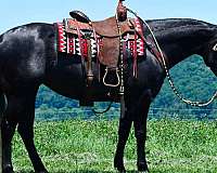 husband-safe-quarter-horse