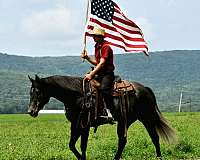 performance-quarter-horse