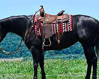 ranch-quarter-horse