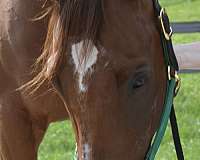 equitation-prospect-thoroughbred-horse