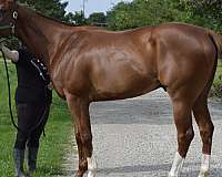 just-arrived-horse