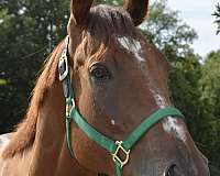 ready-for-finishing-horse
