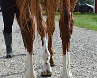 equitation-prospect-gelding