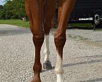 just-arrived-gelding