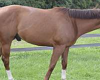 ready-for-finishing-gelding