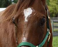 amateur-thoroughbred-horse