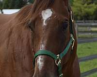 and-more-thoroughbred-horse