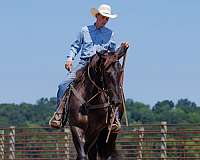 ranch-percheron-pony