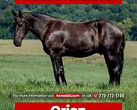 kid-safe-percheron-pony