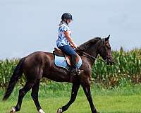 parade-percheron-pony