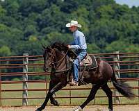 ranch-work-percheron-pony