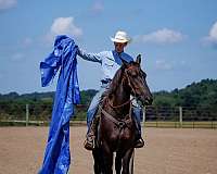 ridden-western-percheron-pony