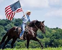 show-hack-percheron-pony