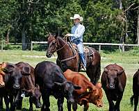working-cattle-percheron-pony