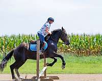 15-hand-percheron-pony