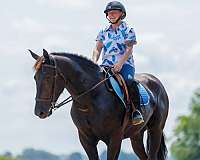 black-percheron-pony