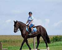 all-around-percheron-pony