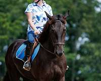 athletic-percheron-pony
