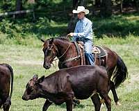 cross-percheron-pony