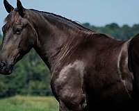 draft-percheron-pony