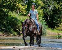 flashy-percheron-pony