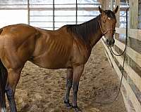 bay-scar-on-back-right-flank-horse