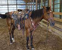 pole-prospect-thoroughbred-horse