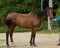 cow-horse-prospect-thoroughbred