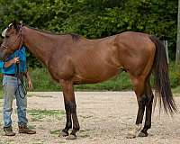professionally-trained-thoroughbred-horse